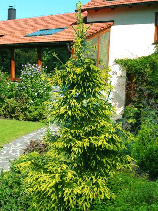 Picea orientalis 'Early Gold'