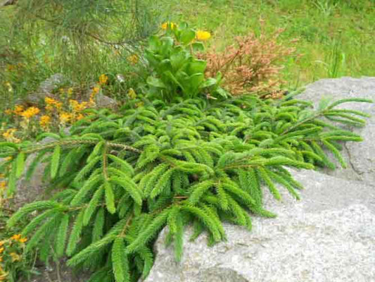 Picea orientalis 'Ferny Creek Prostrate'