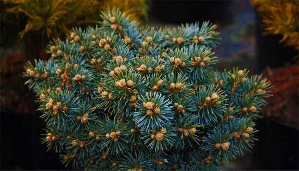 Picea pungens 'Brynek'