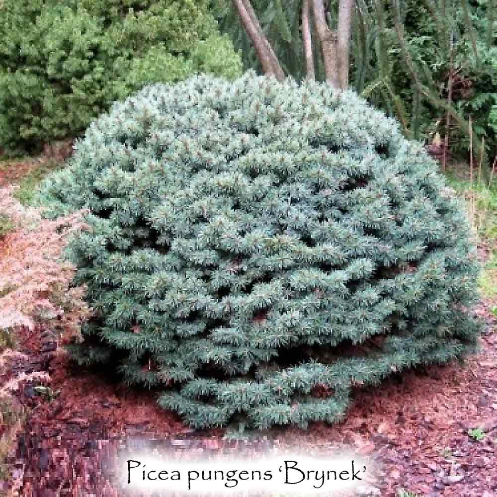 Picea pungens 'Brynek'
