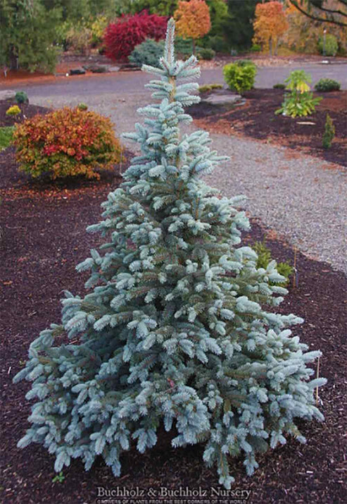 Picea pungens 'Continental' – Singing Tree Gardens Nursery