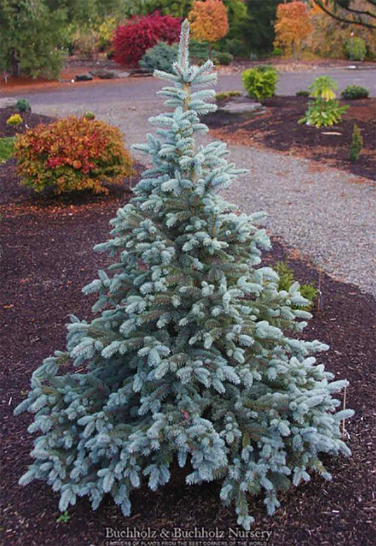 Picea pungens 'Continental'