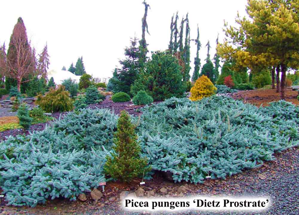 Picea pungens 'Dietz Prostrate'