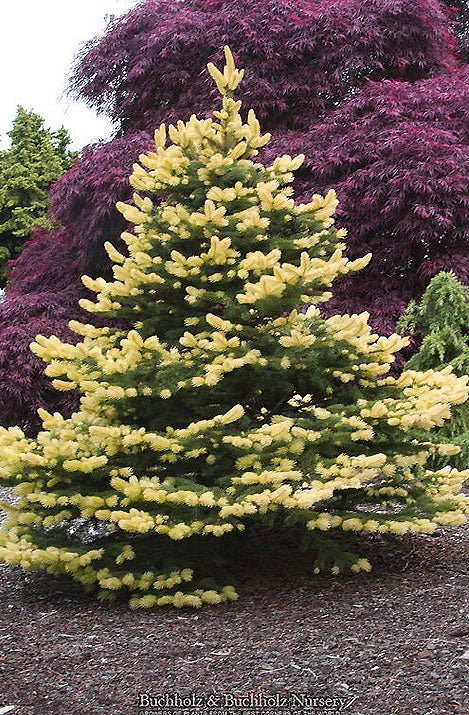 Picea pungens 'Gebelle's Golden Spring'