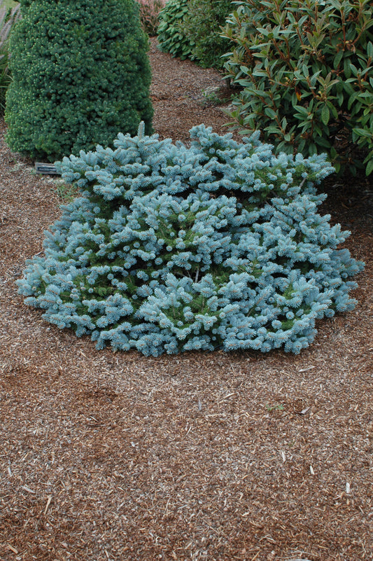 Glauca Procumbens