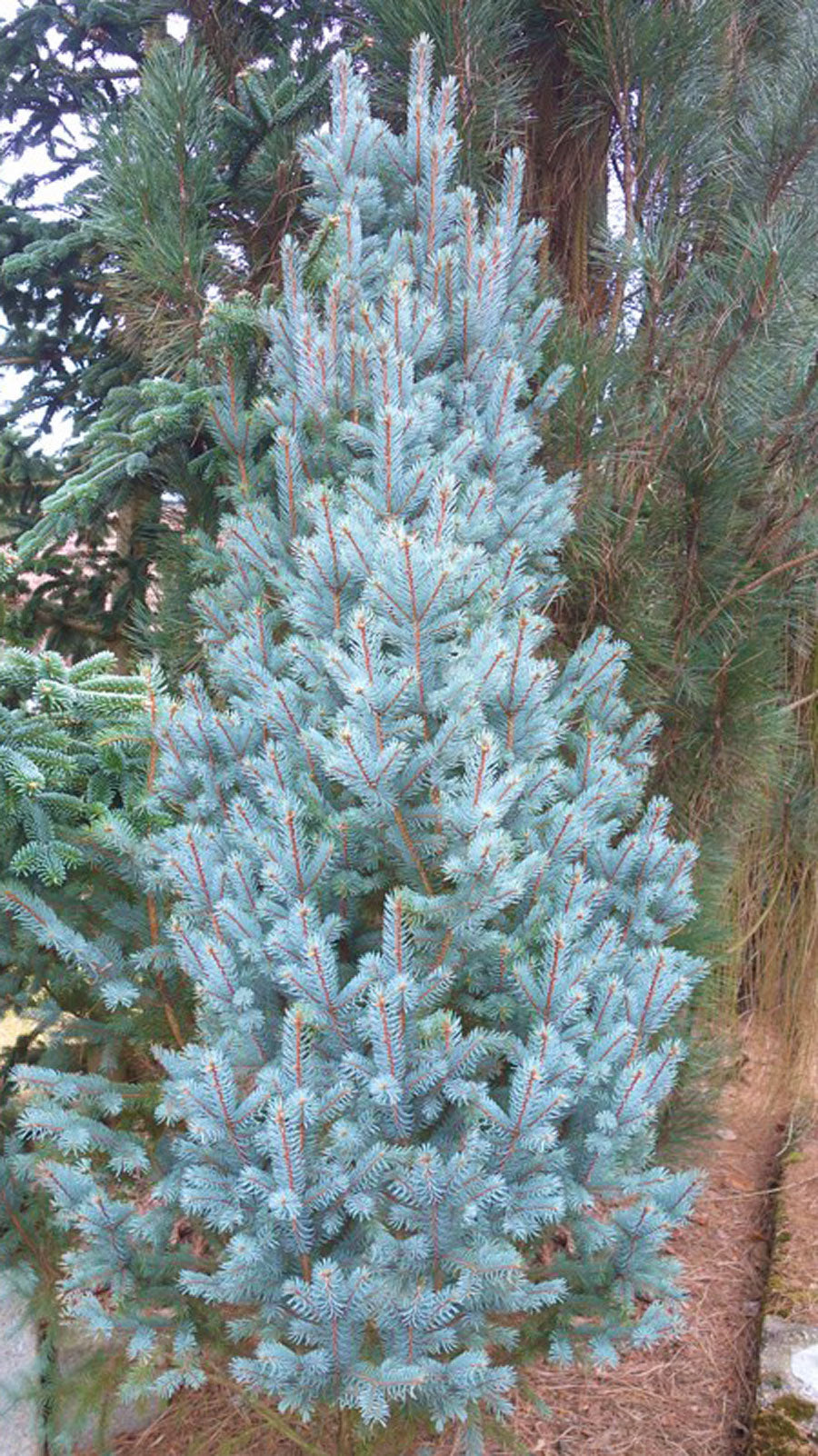 Iseli Fastigiate Spruce   -  Picea pungens 'Iseli Fastigiate'
