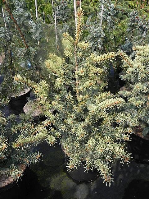 Sharp Cheddar Colorado Blue Spruce – Singing Tree Gardens Nursery