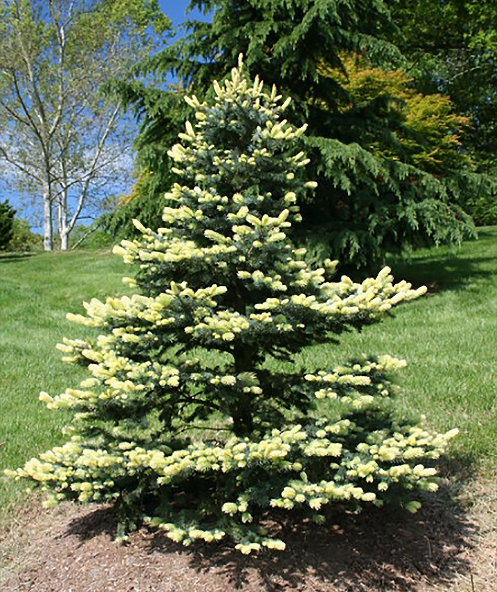 Picea pungens 'Spring Blast'