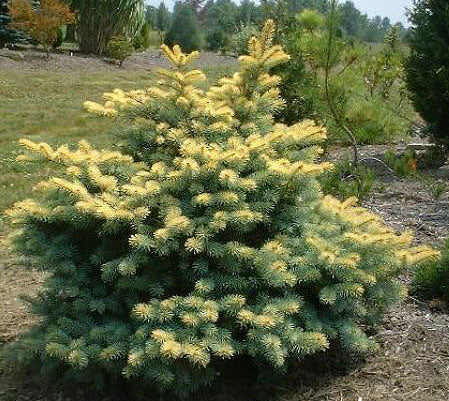 Picea pungens 'Walnut Glen'