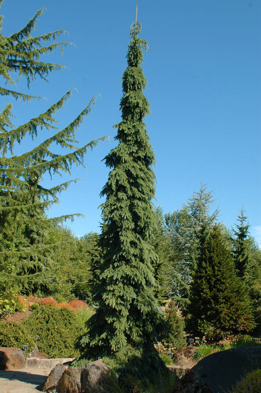 Pinacea Tree Picea glauca 'Pendula' – Singing Tree Gardens Nursery