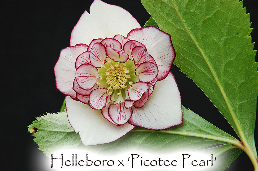 Helleborus Winter Jewels 'Picotee Pearl'