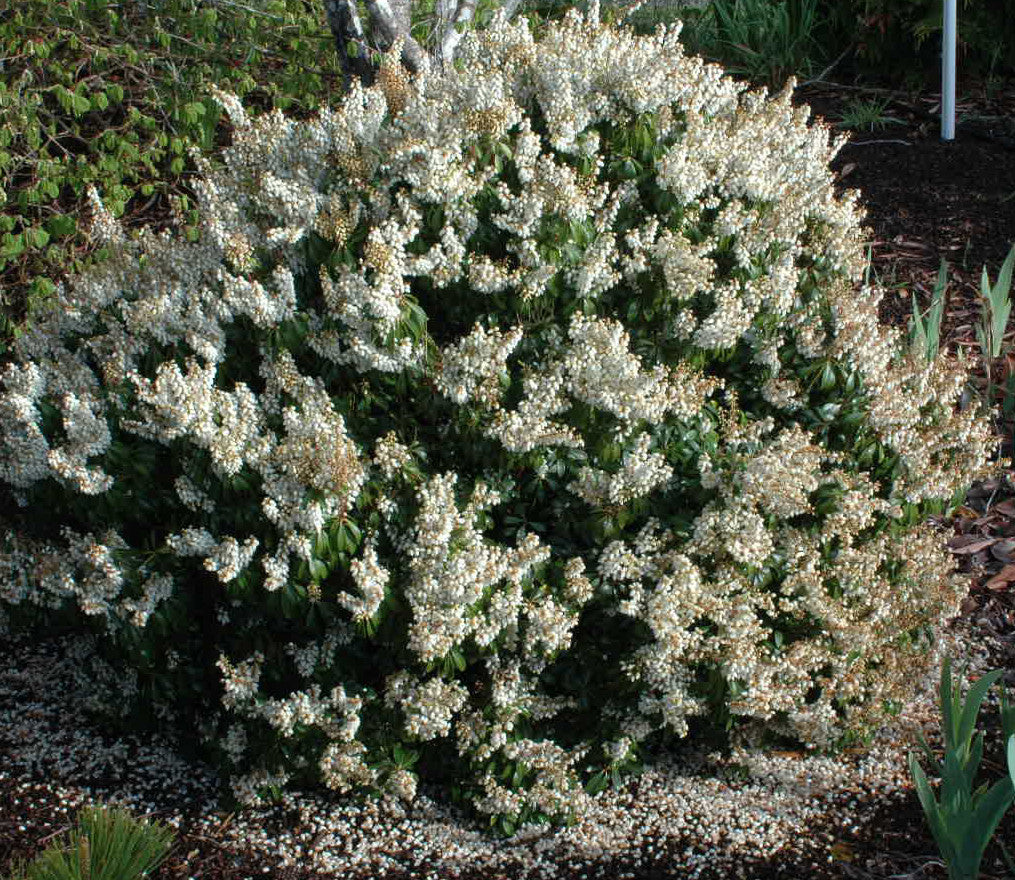 Spring Snow – Singing Tree Gardens Nursery
