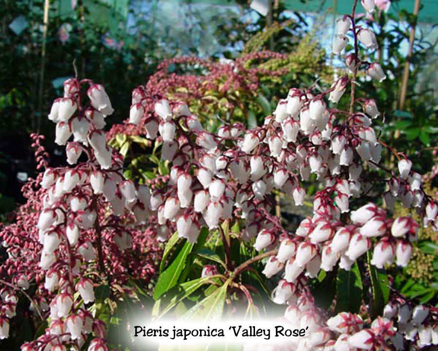 Pieris japonica 'Valley Rose'