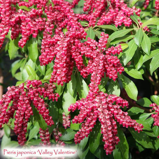 Pieris japonica 'Valley Valentine'