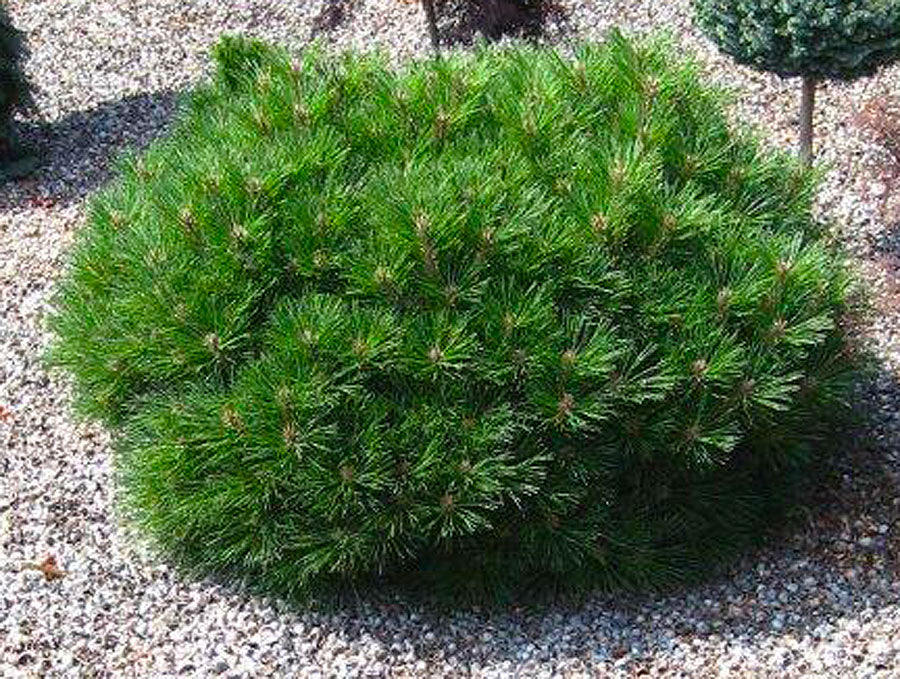 Oculus Tree Pinus koraiensis 'Oculus Draconis' – Singing Tree Gardens Nursery