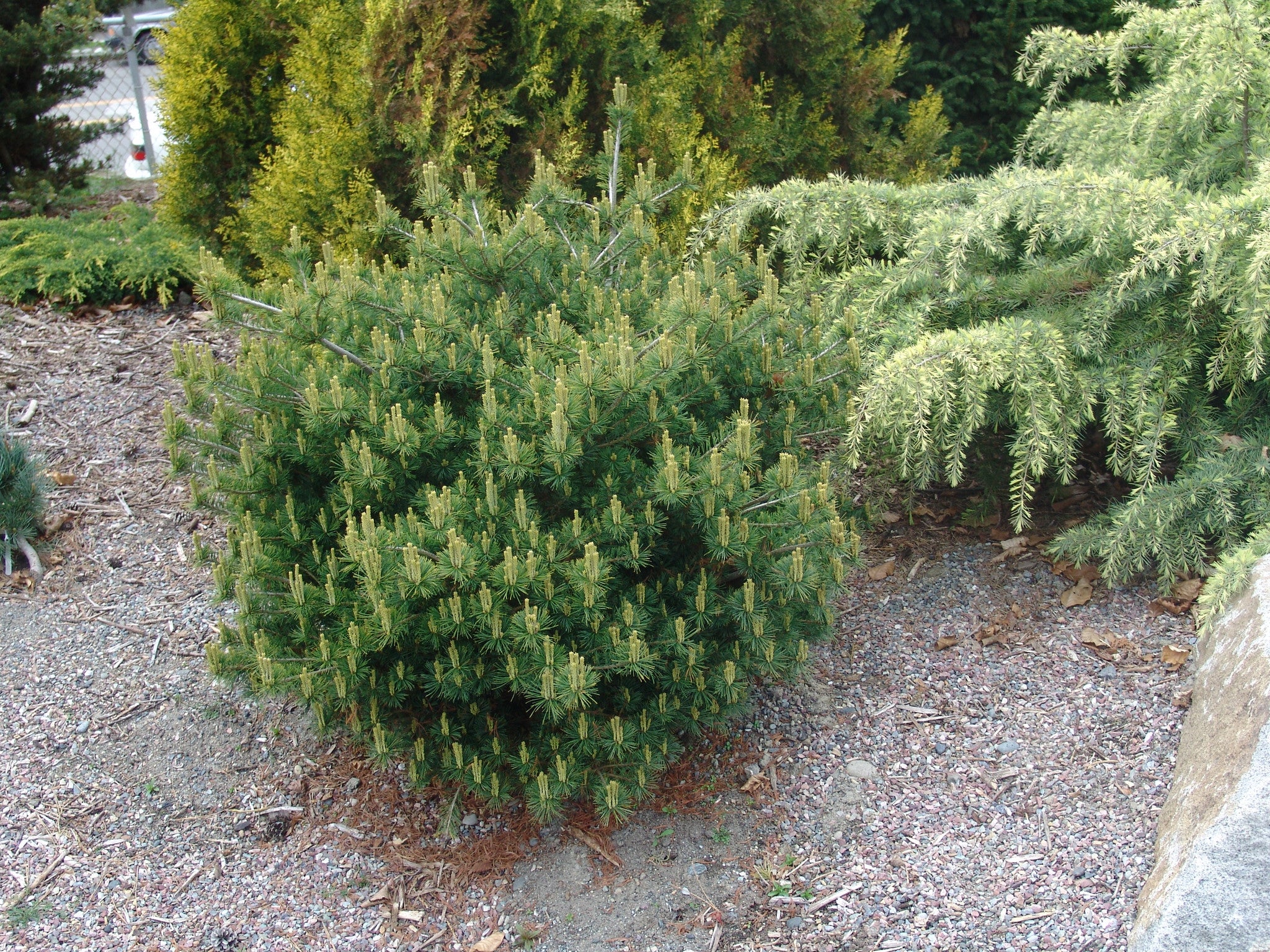Hagoromo – Singing Tree Gardens Nursery