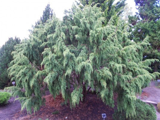 Ping's Juniper