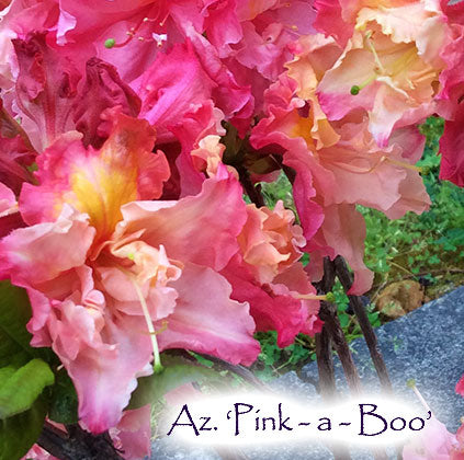 Az. 'Pink a Boo' – Singing Tree Gardens Nursery