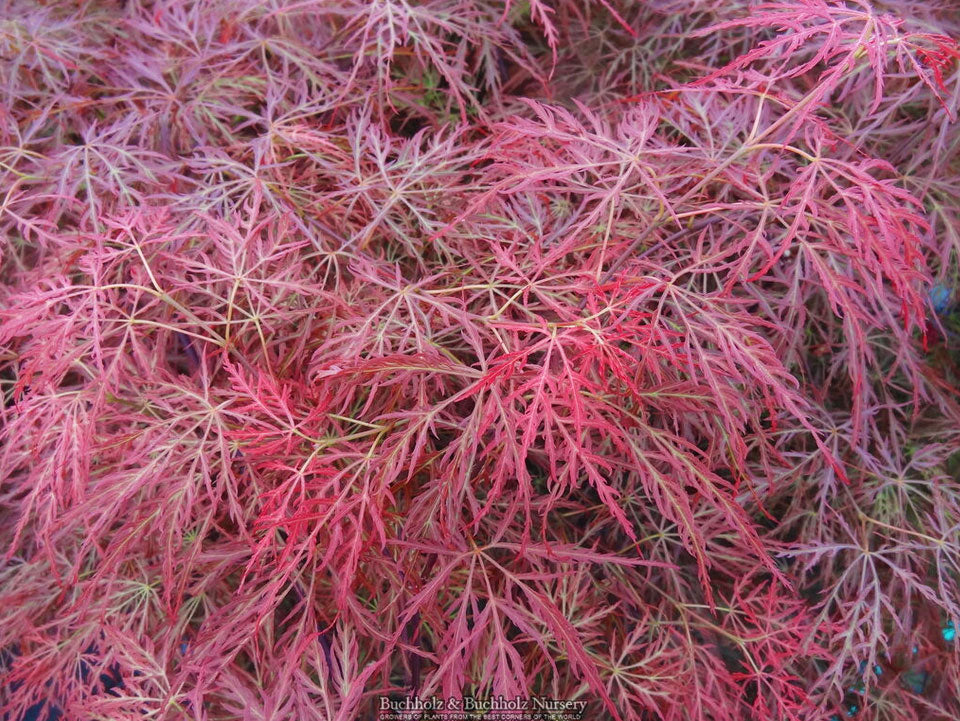 Acer palmatum 'Pink Filigree'