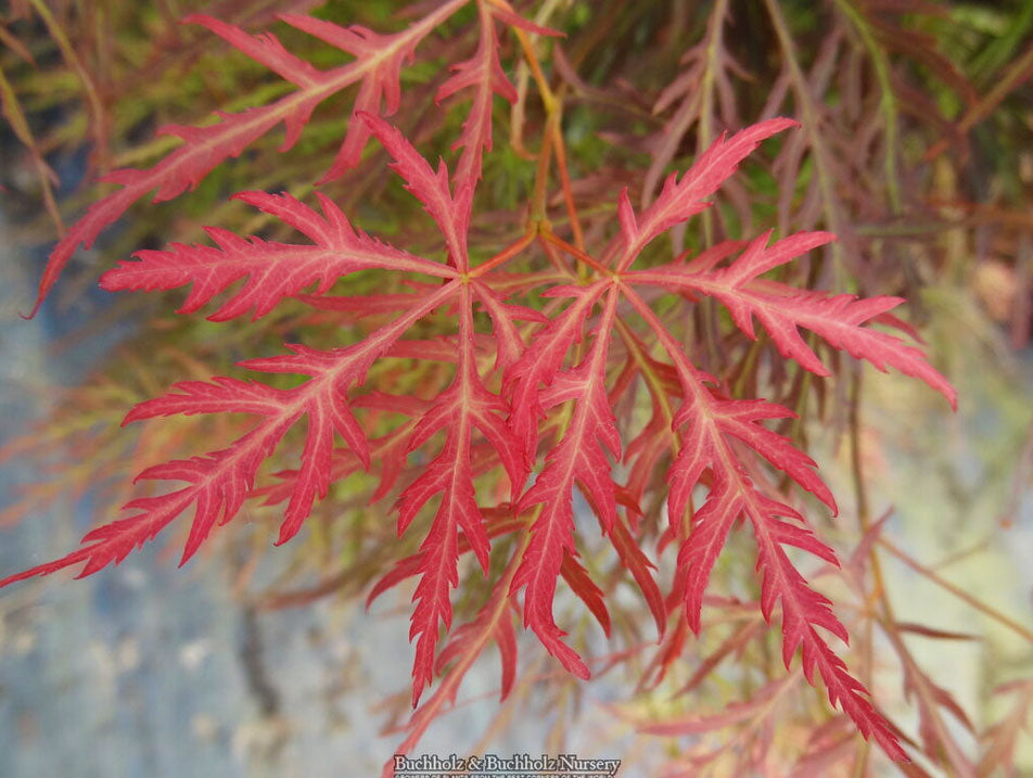 Acer palmatum 'Pink Filigree'