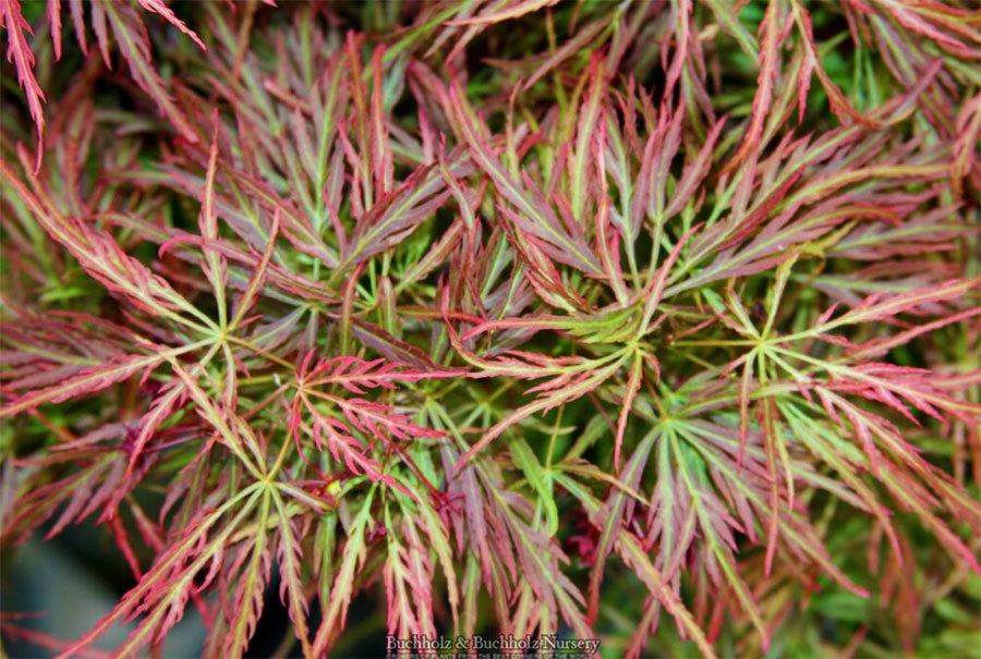 Acer palmatum 'Pink Filigree'