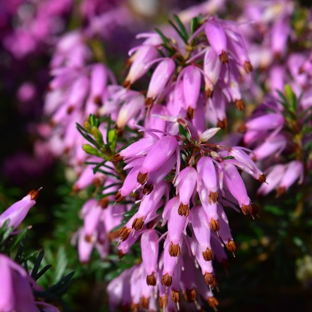 Pink Spangles