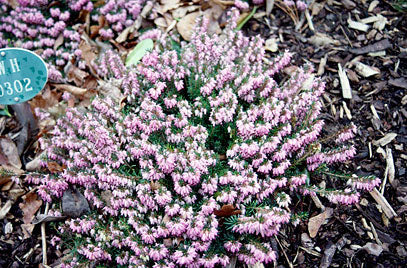 Pink Spangles