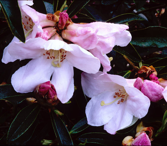 Pink Trumpets