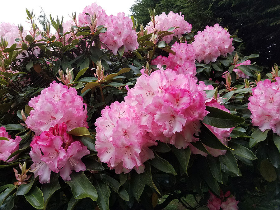 Pink Walloper Rhododendron