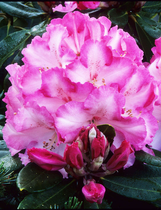 Pink Walloper Rhododendron