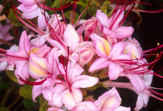 Pink and Sweet
