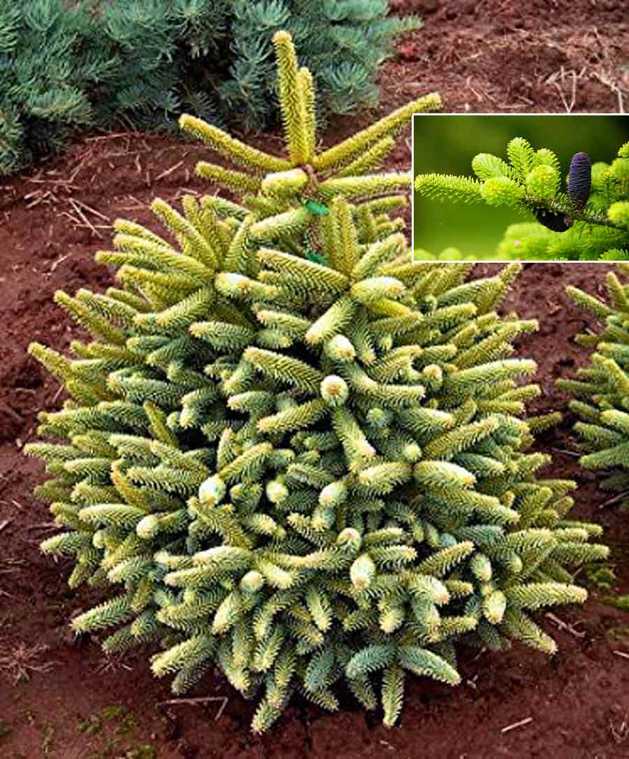 Golden Spanish Fir - Abies pinsapo 'Aurea'