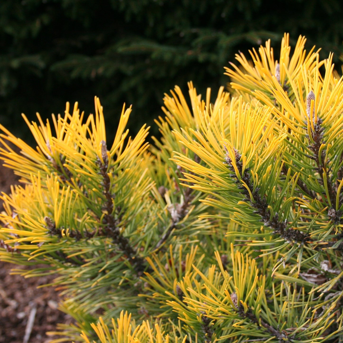 Pinus mugo Amber Gold