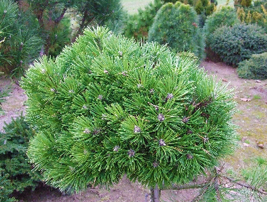 Pinus nigra 'Vasula' WB