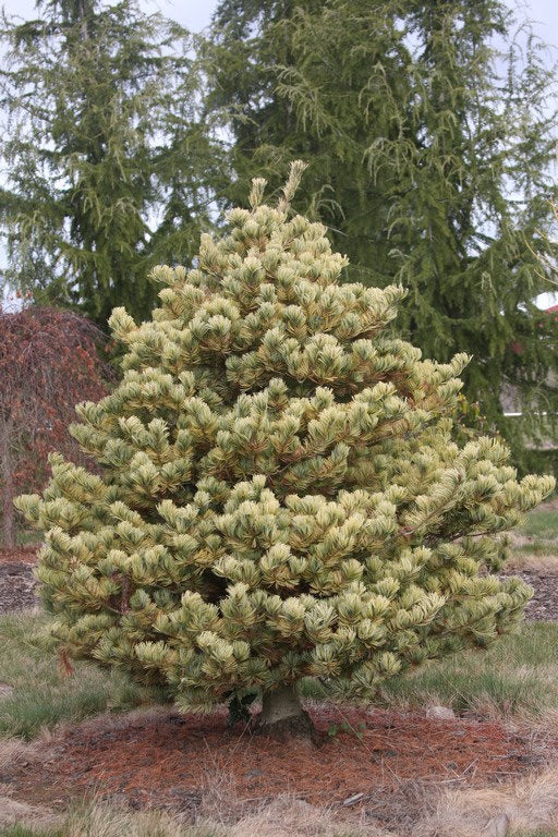Pinus parviflora 'Ogon'