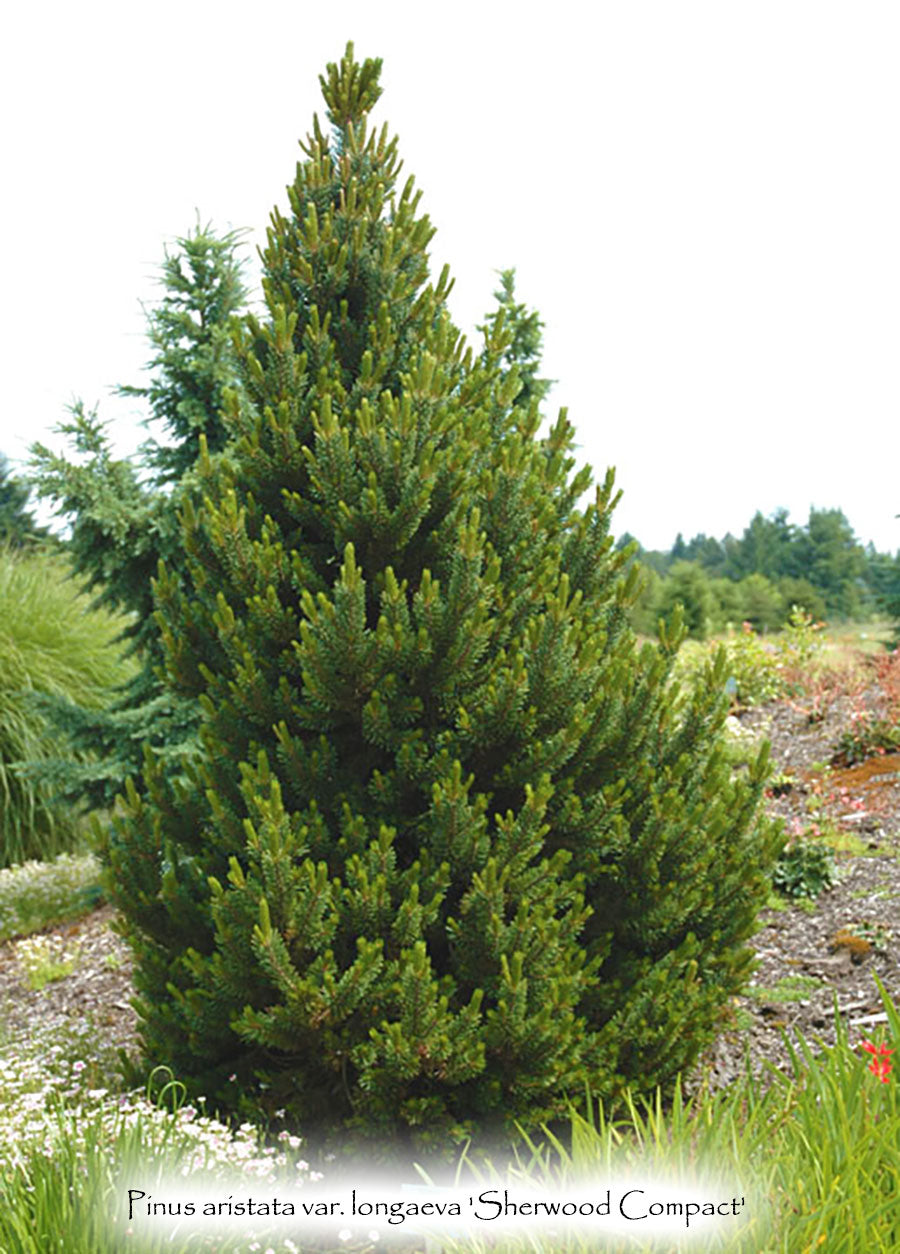 Pinus aristata var. longaeva 'Sherwood Compact'