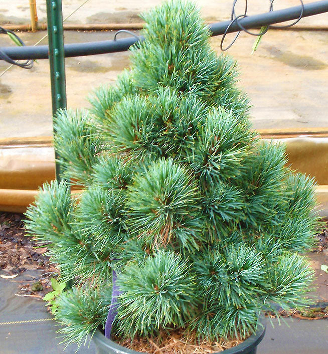 Pinus cembra 'Blue Mound'