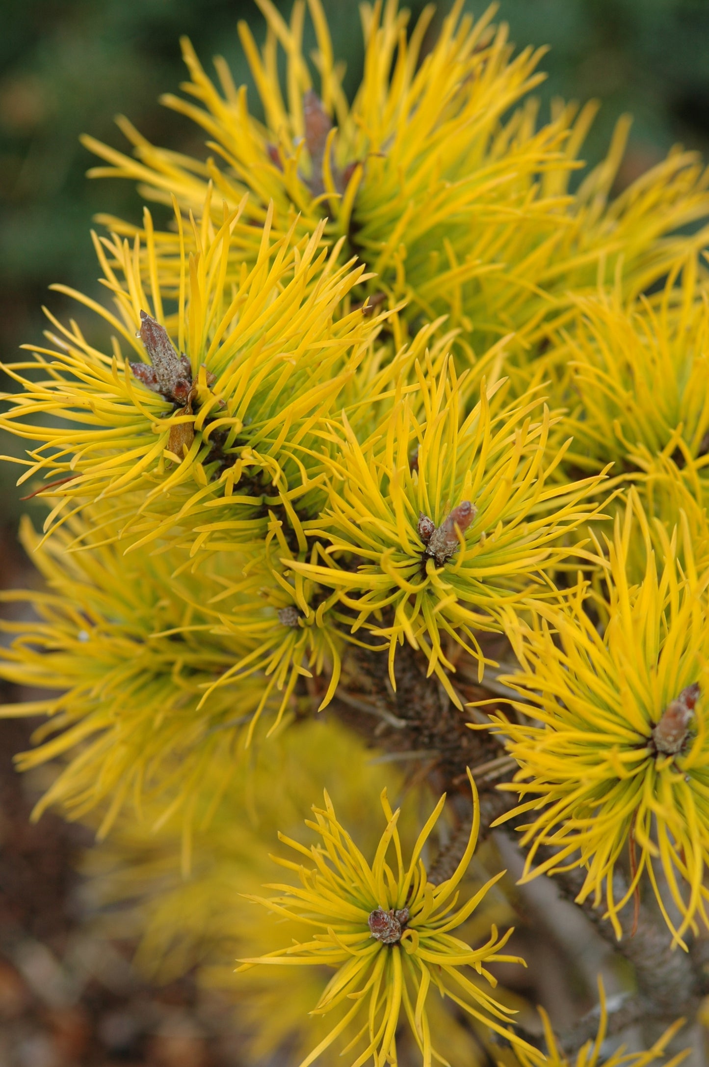 Pinus contorta 'Chief Joseph'