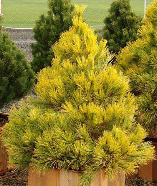 Pinus densiflora Aurea