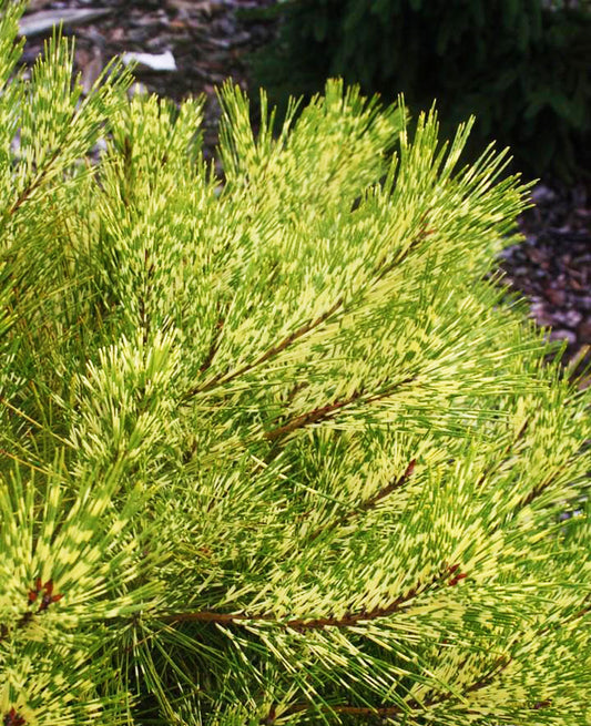 Pinus densiflora 'Rainbow'