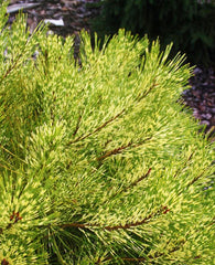 Pinus densiflora 'Rainbow'