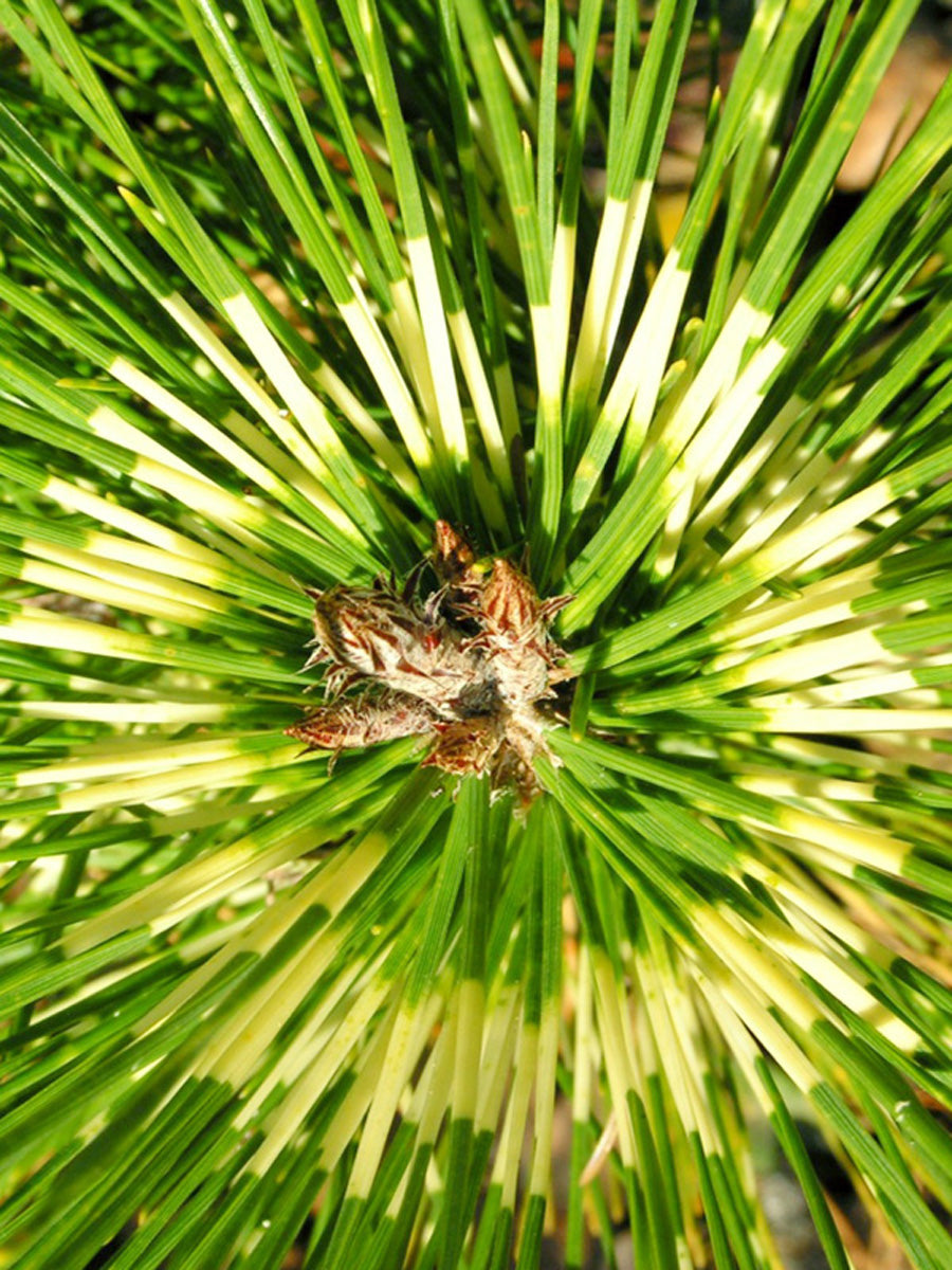 Pinus densiflora 'Rainbow'