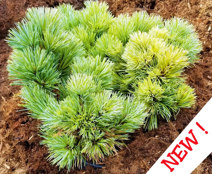 Oculus Tree Pinus koraiensis 'Oculus Draconis' – Singing Tree Gardens Nursery