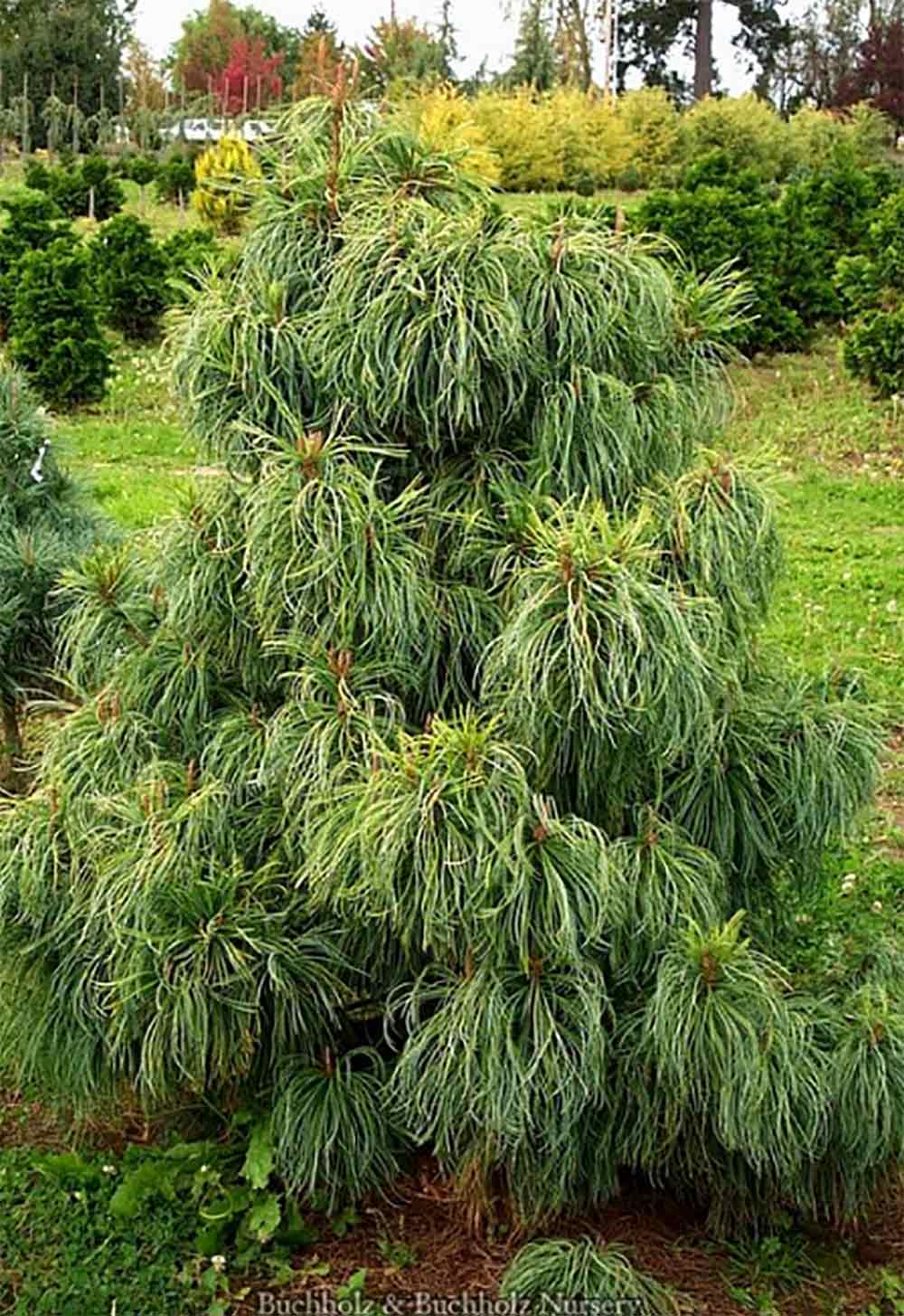 Pinus koraiensis 'Jack Korbit'