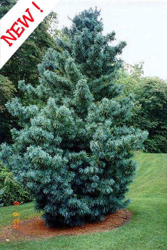 Pinus koraiensis 'Morris Blue'