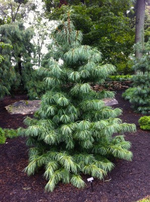 Oculus Tree Pinus koraiensis 'Oculus Draconis' – Singing Tree Gardens Nursery