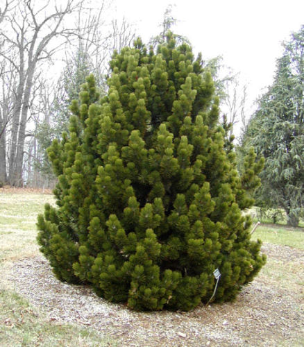 Pinus leucodermis 'Compact Gem'