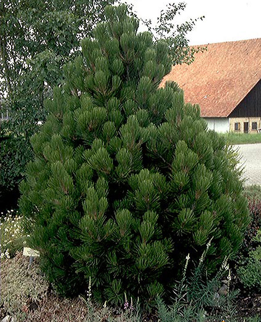 Pinus leucodermis 'Compact Gem'