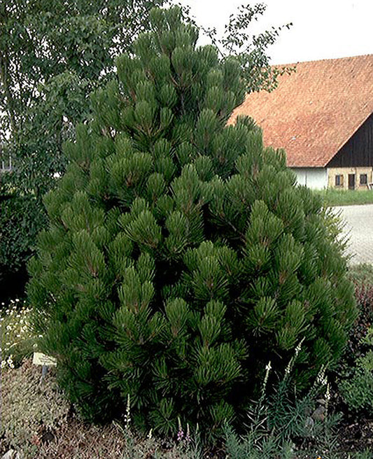 Pinus leucodermis 'Compact Gem'