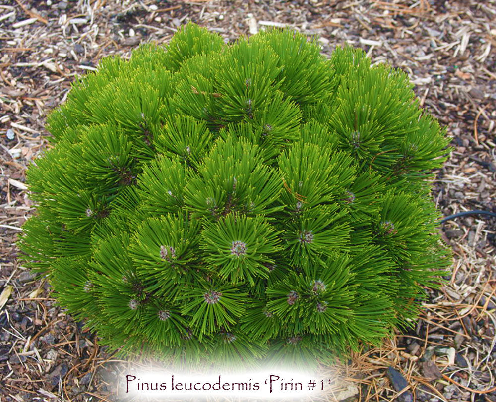 Pinus leucodermis 'Pirin #1'